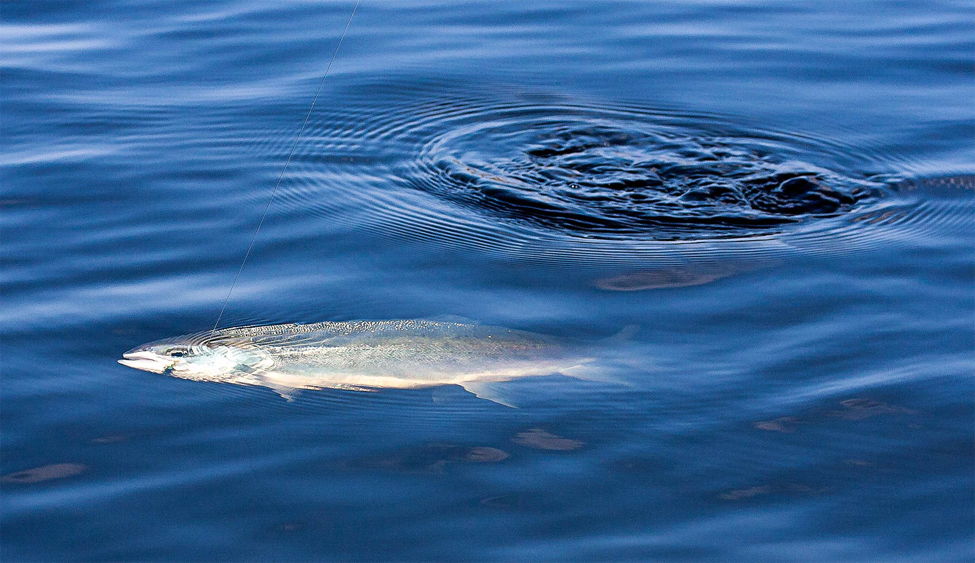 Rainbow trout under the surface